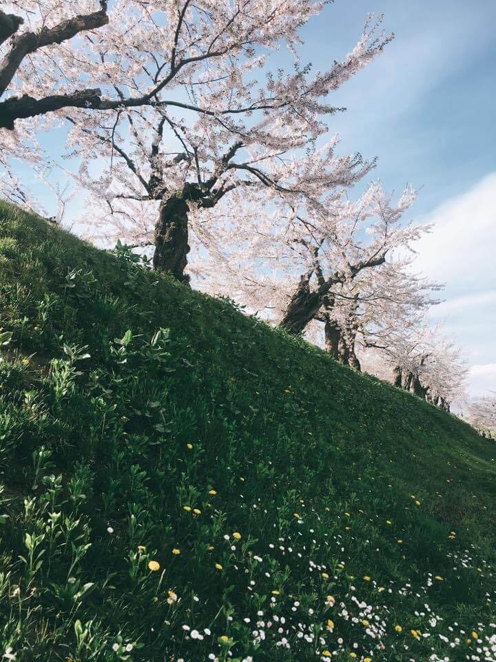 土手の上の桜