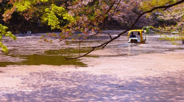 井の頭公園、水面に落ちた桜な花びらとボート
