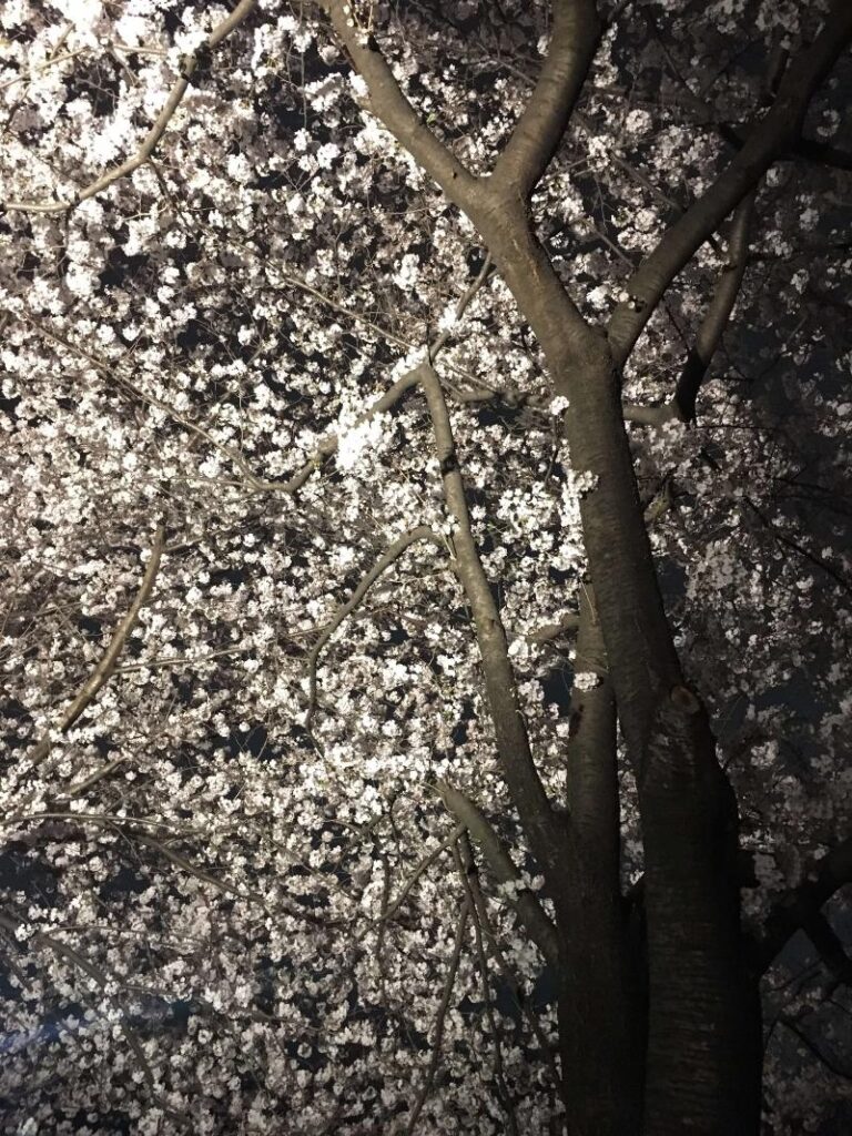 目黒川街灯の光の夜桜
