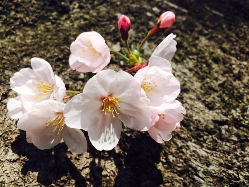 幹から生えている桜
