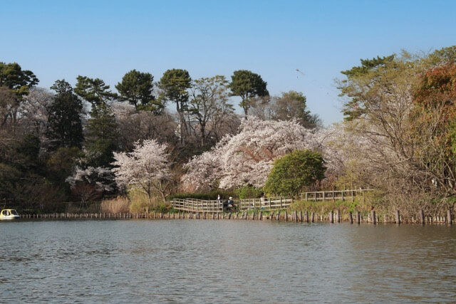 洗足池公園の池と桜