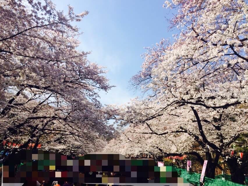 上野公園の桜トンネル