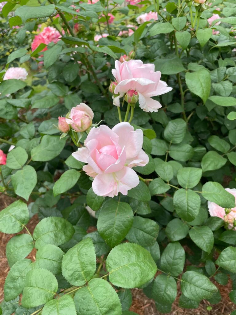 エグランティンマサコのバラの花