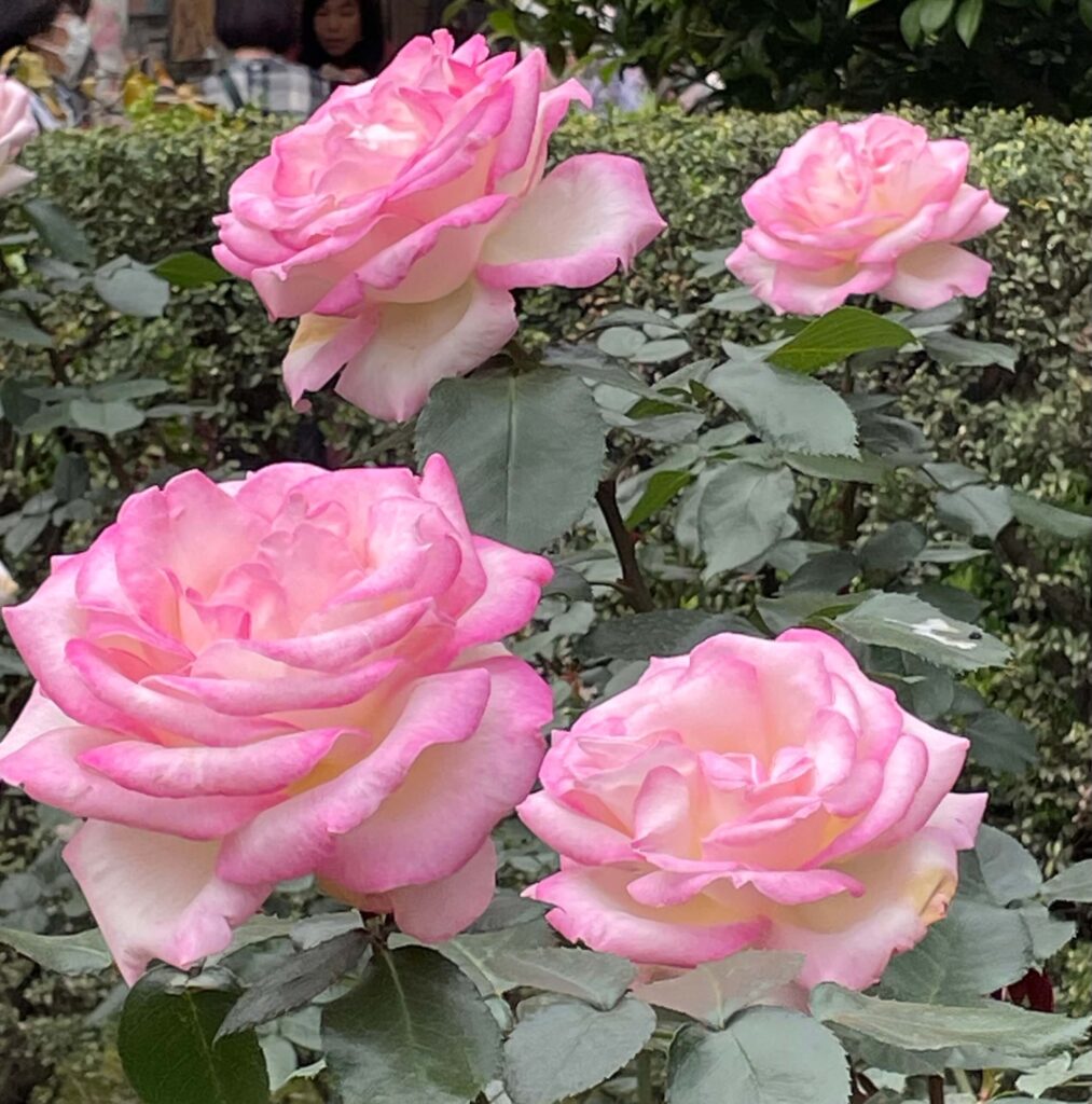 バラの花が4本咲いている